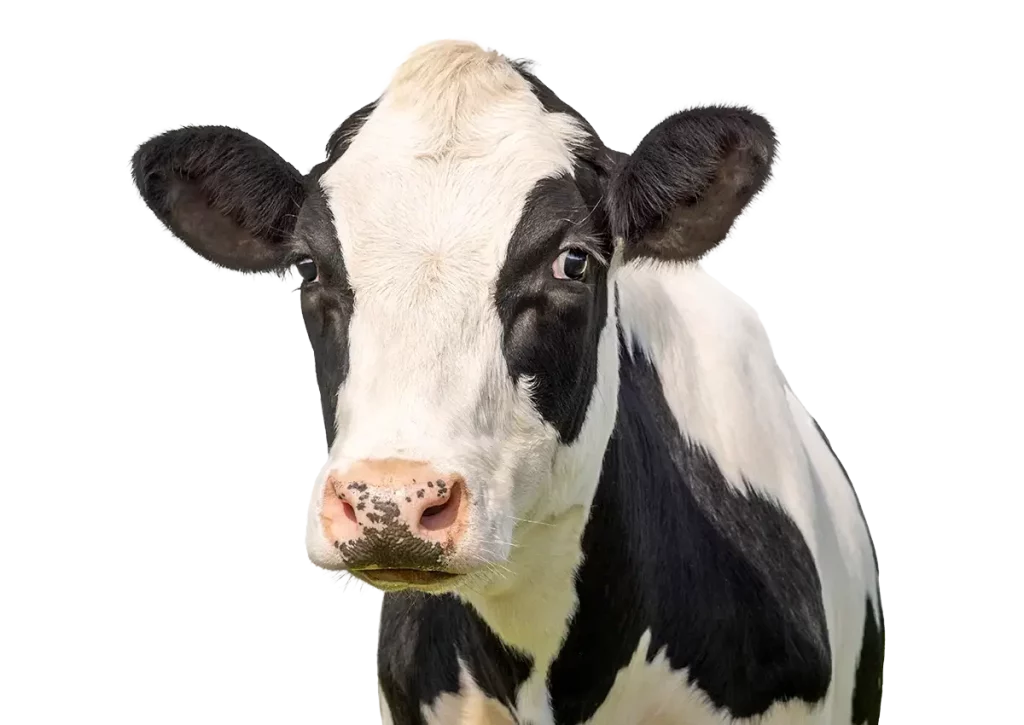 Boerderijdieren