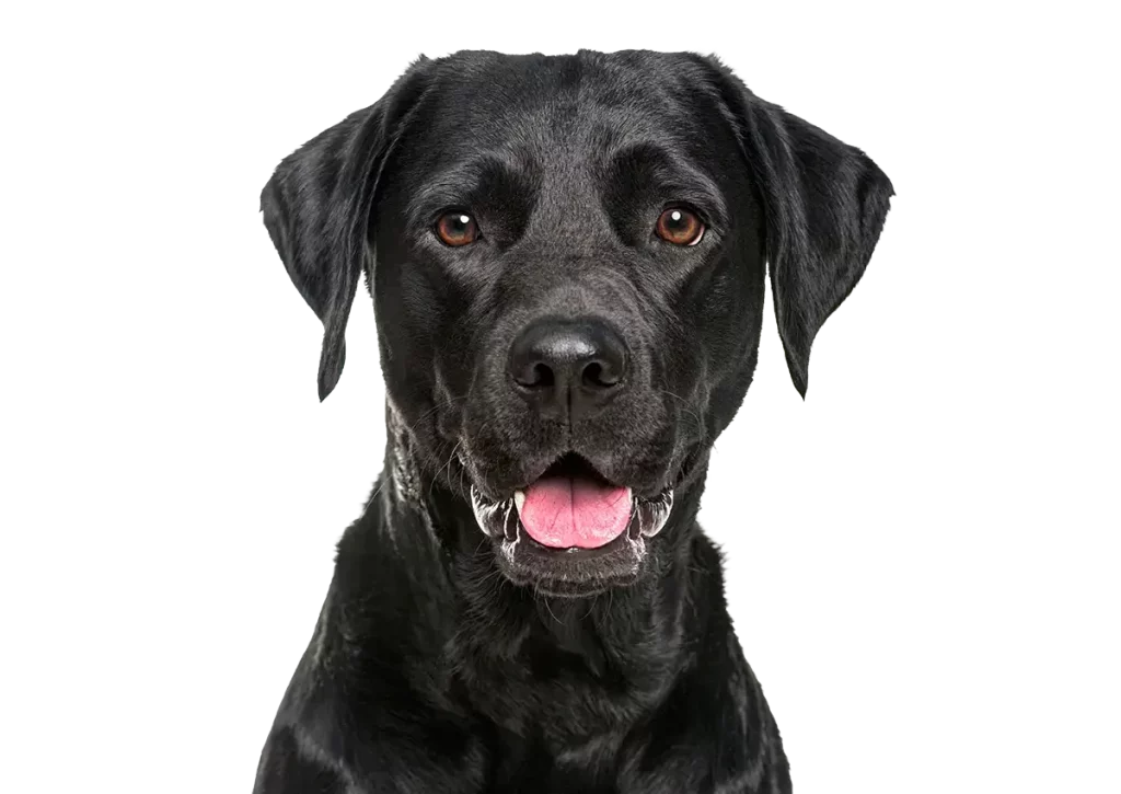 Honden