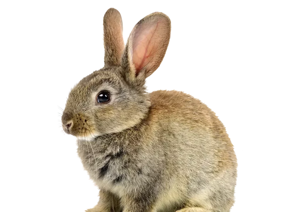 Knaagdieren