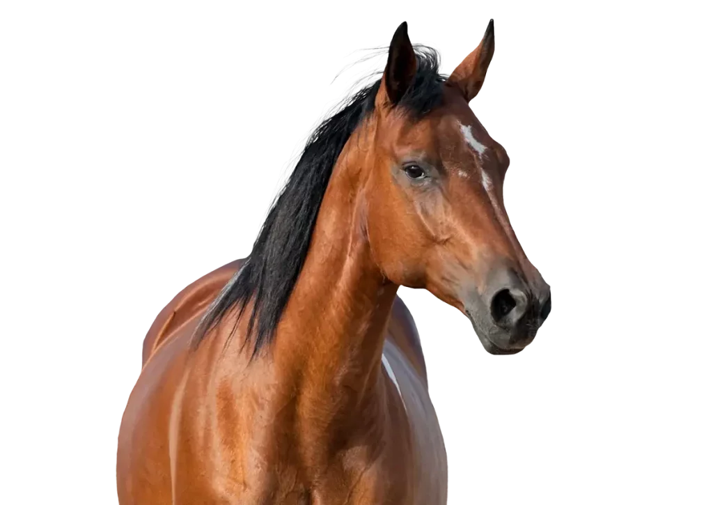 Paarden