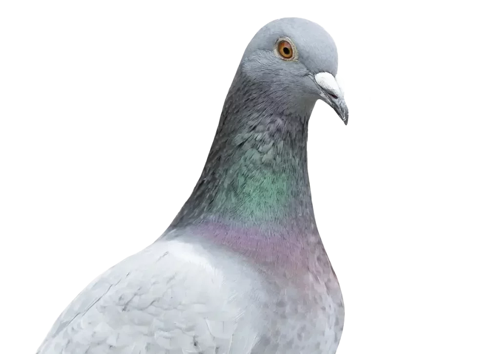 Vogels