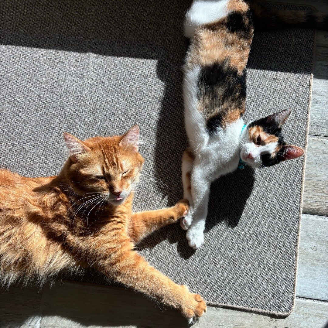 Katten Phytovet