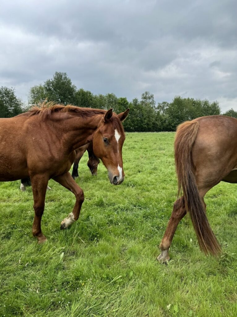 Diarree bij paarden