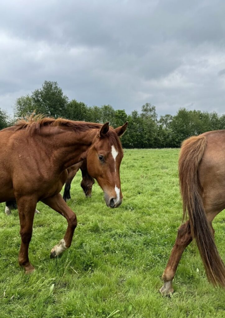 Diarree bij paarden