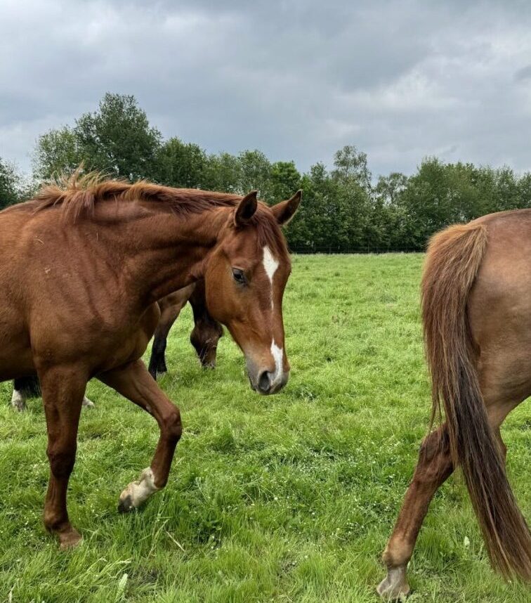 Diarree bij paarden