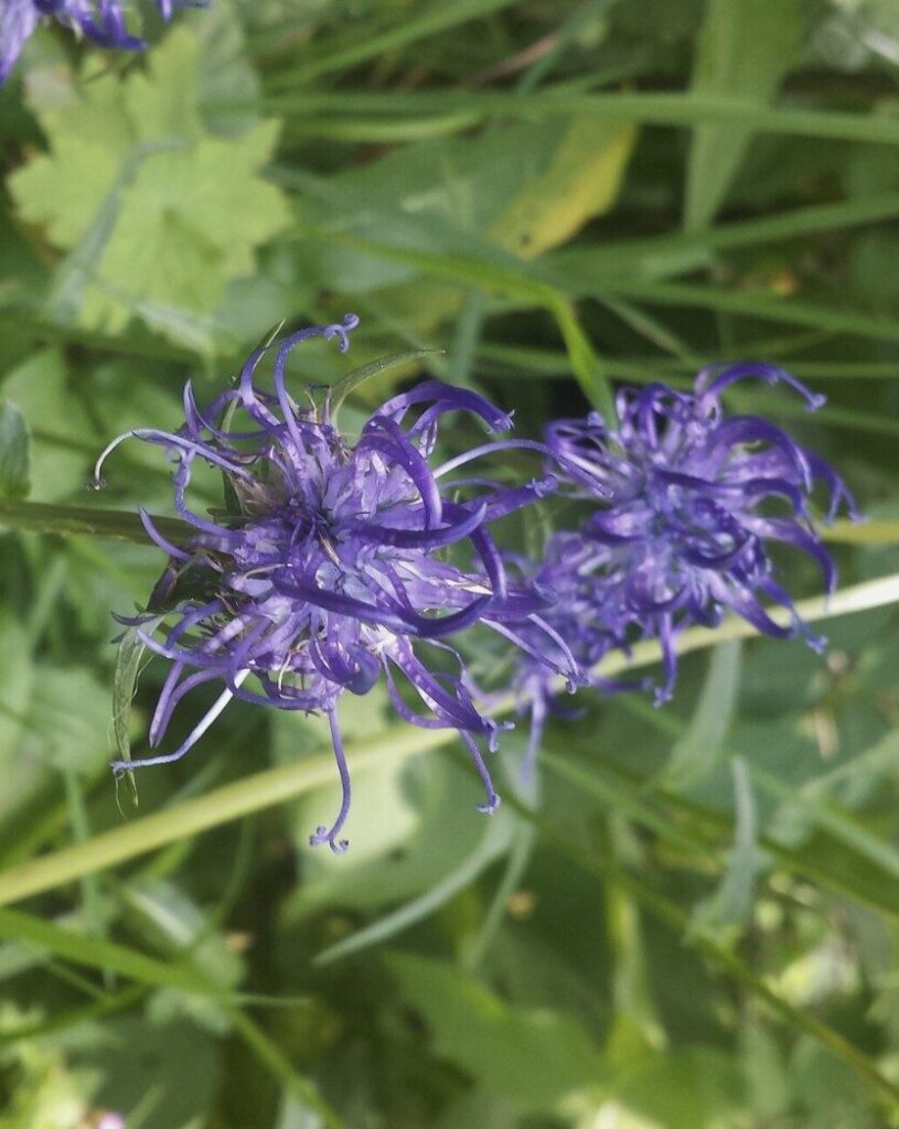Plant duivelsklauw